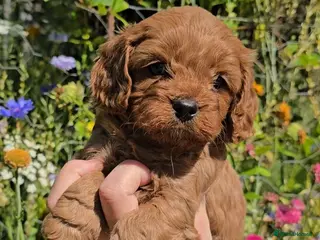Cavapoo dogs 🐶Ruby Red Tiny Toy Cavapoo Puppies 🐶 - Advert 6