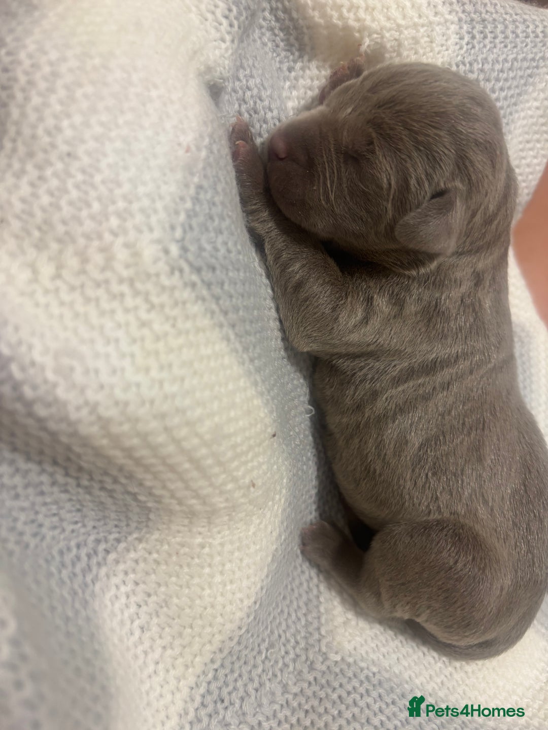 Neapolitan Mastiff dogs for sale: 💙 Neapolitan Mastiff Puppies champion bloodline💙 - Advert 18