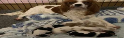 Cavalier King Charles Spaniel dogs for sale: 4 PURE Cavalier King Charles spaniel puppies - Advert 1