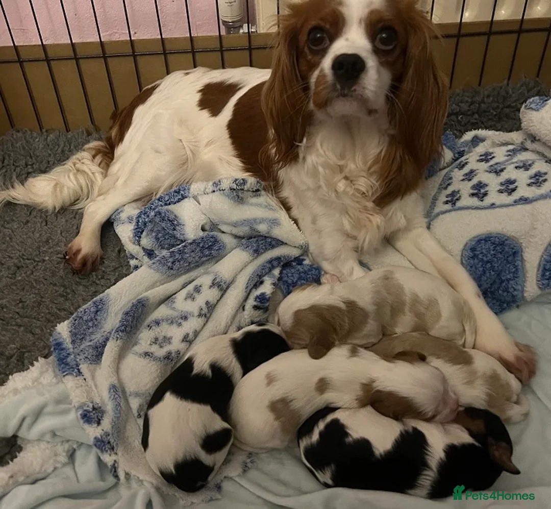 Cavalier King Charles Spaniel dogs for sale: 4 PURE Cavalier King Charles spaniel puppies - Advert 1