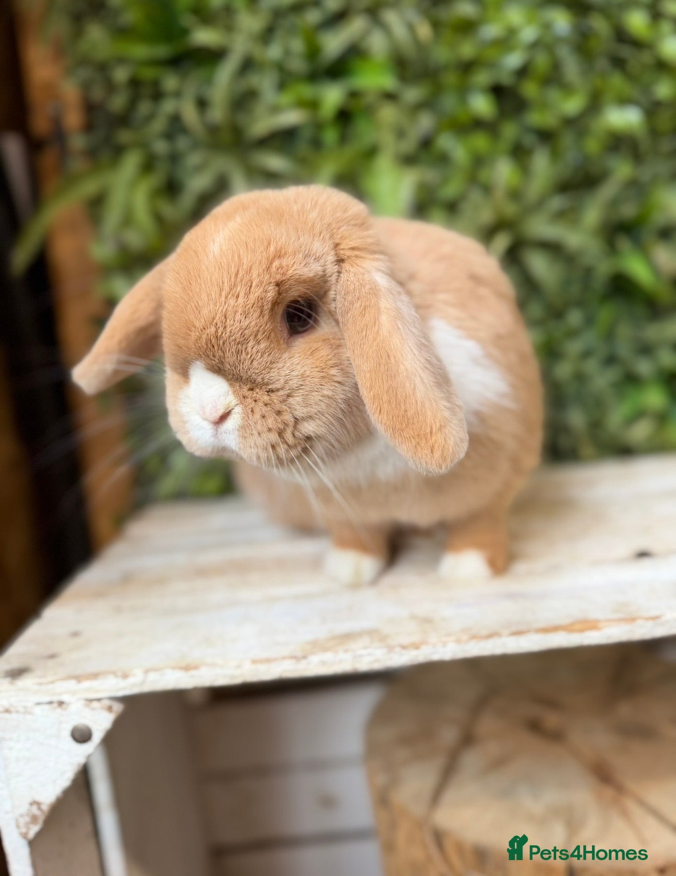 Mini Lop rabbits Mini lop doe  - Advert 4