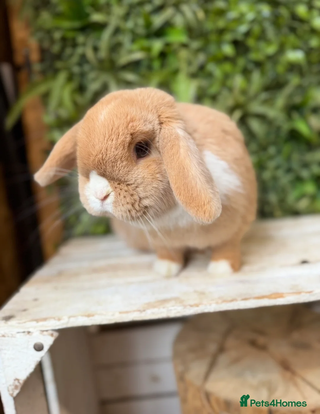 Mini Lop rabbits for sale: Mini lop doe  - Advert 1