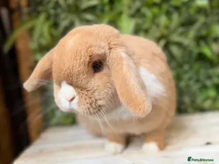 Mini Lop rabbits Mini lop doe - Advert 4