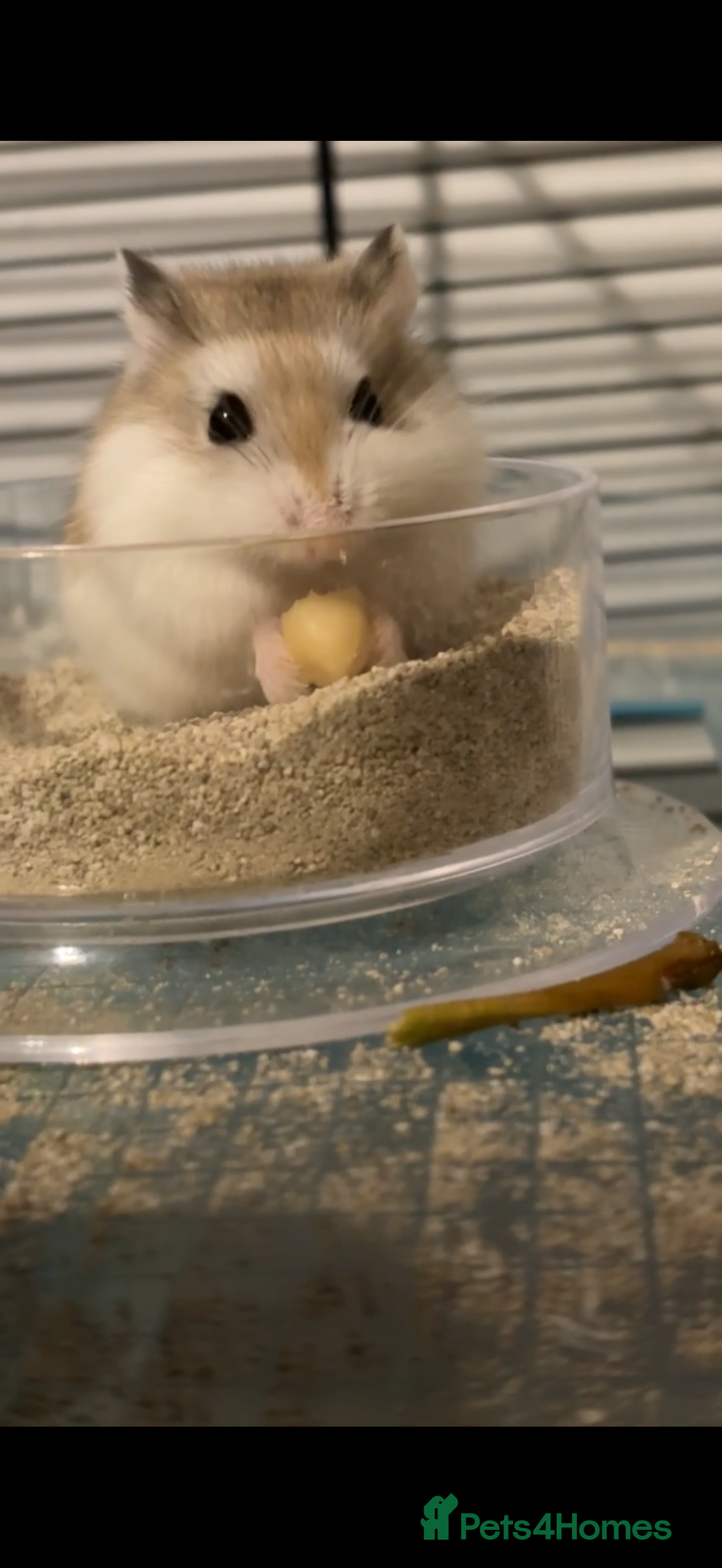 Hamster rodents Russian dwarf Hamster  - Advert 1