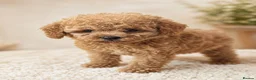 Maltipoo dogs for sale: 💥Ready to go Tiny teddy bear f1b Asian maltipoo💥 - Advert 5