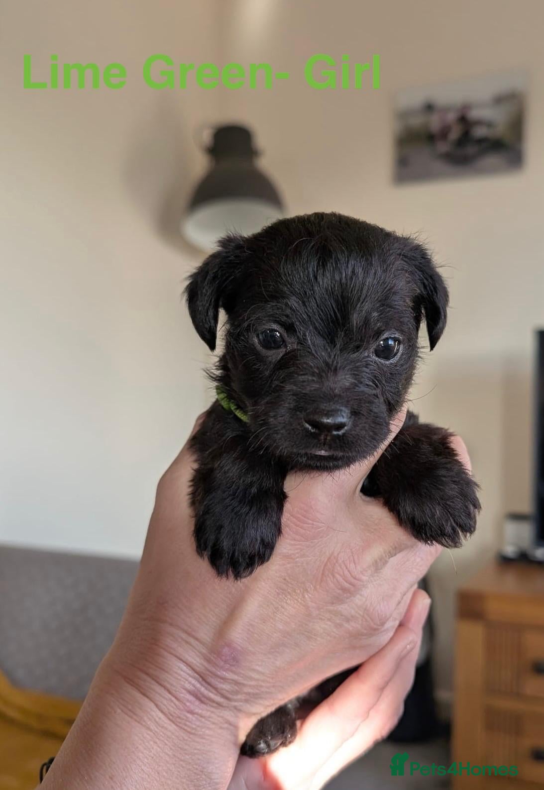 Mixed Breed dogs Beautiful Border terrier/Patterdale terrier pups - Advert 6