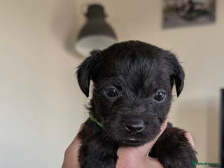 Mixed Breed dogs Beautiful Border terrier/Patterdale terrier pups - Advert 6