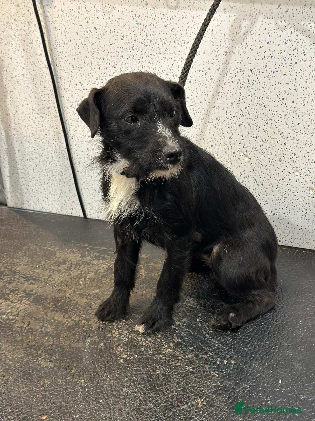 Patterdale Terrier dogs for sale: Patterdala female  - Advert 3