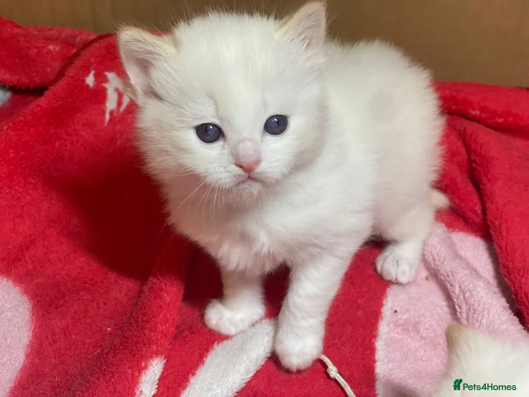 Ragdoll cats for sale: DoB:18/7/25& 14/11/25 Ragdoll Kittens Purebred - Advert 17