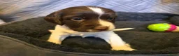 English Springer Spaniel dogs for sale: 💫Beautiful🐾KC💛 English Springer Spaniel Puppies - Advert 15