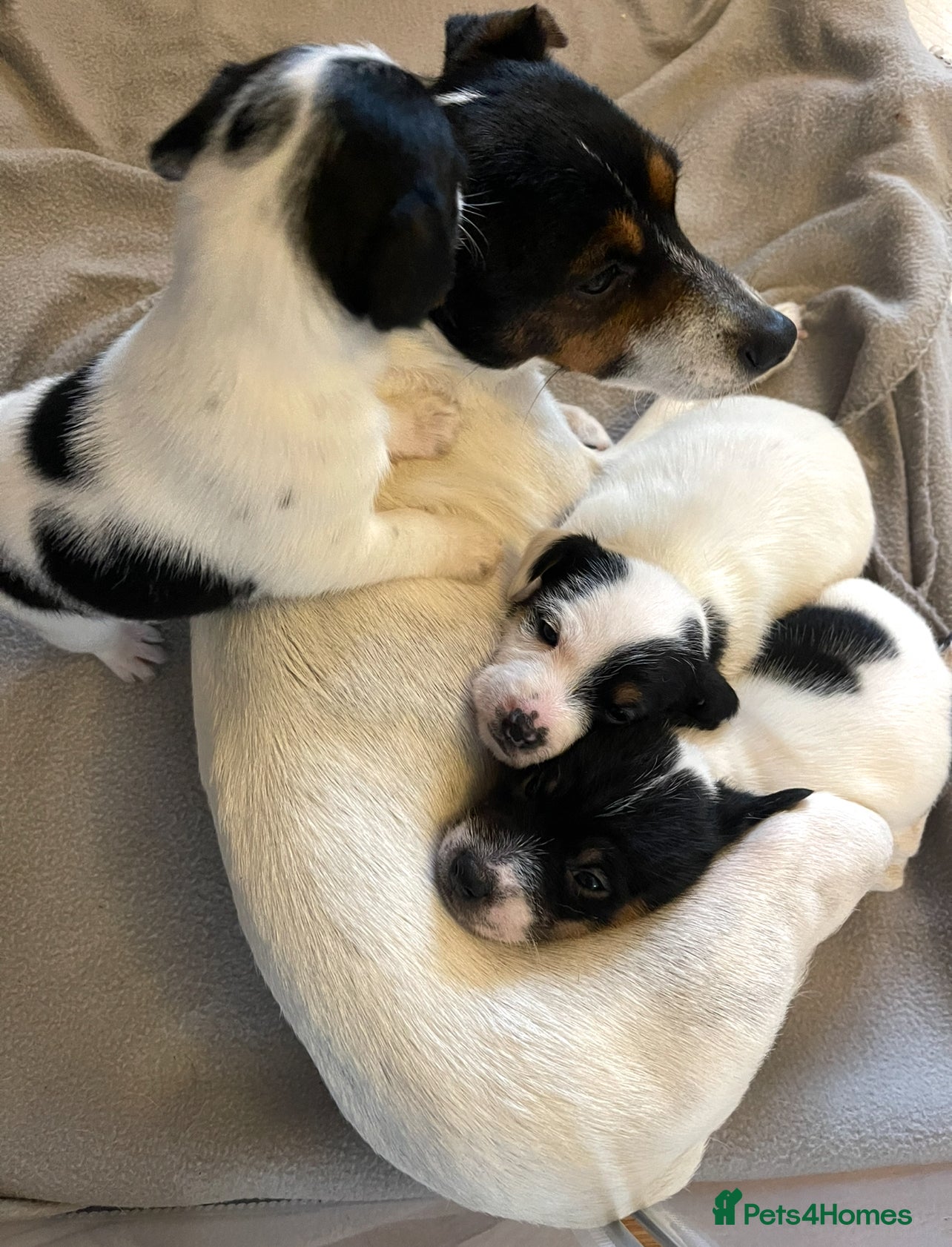 Jack Russell dogs Jack Russel pups. Two left one girl one boy - Advert 4