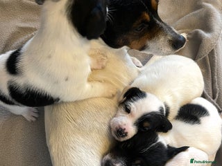 Jack Russell dogs Jack Russel pups. Two left one girl one boy - Advert 6
