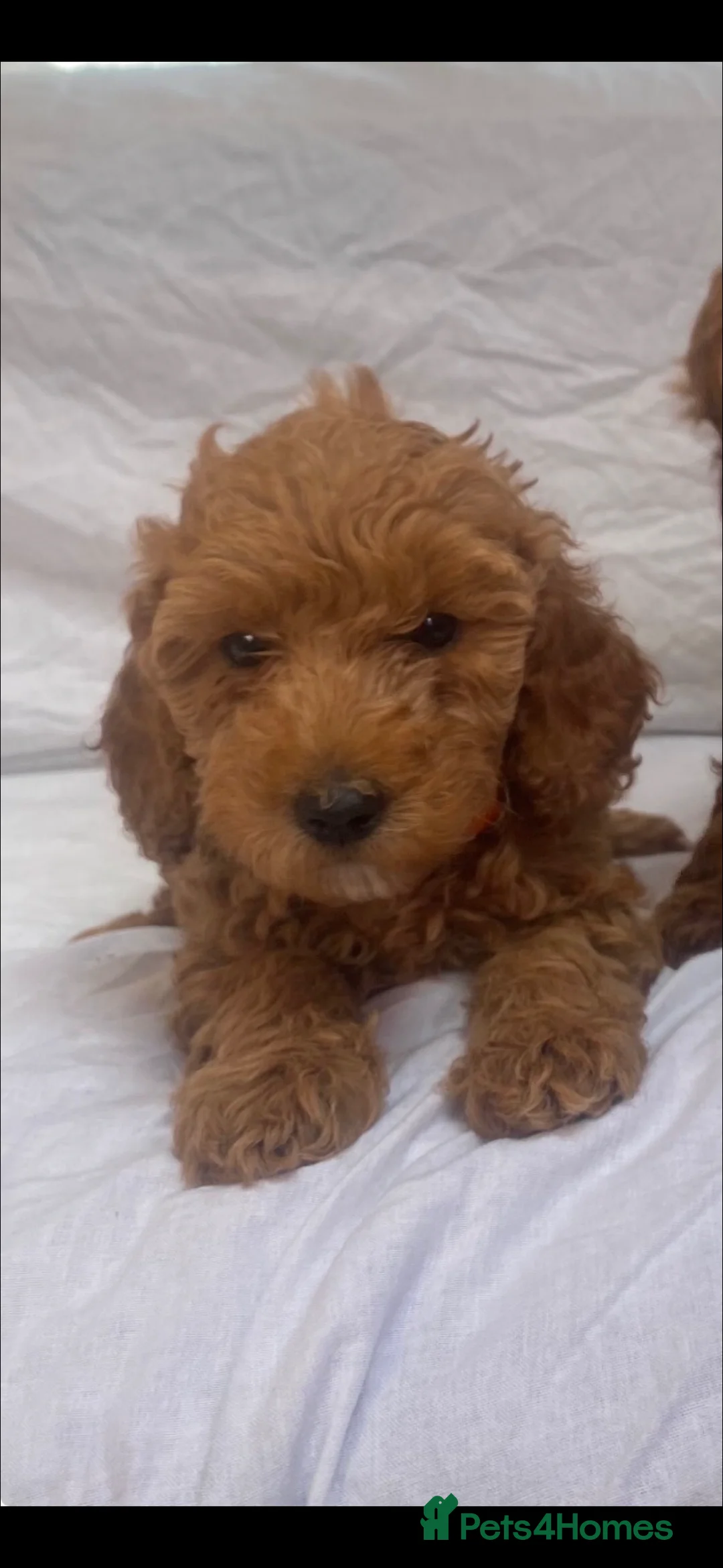 Cockapoo dogs for sale: Curly cockatoo  - Advert 2