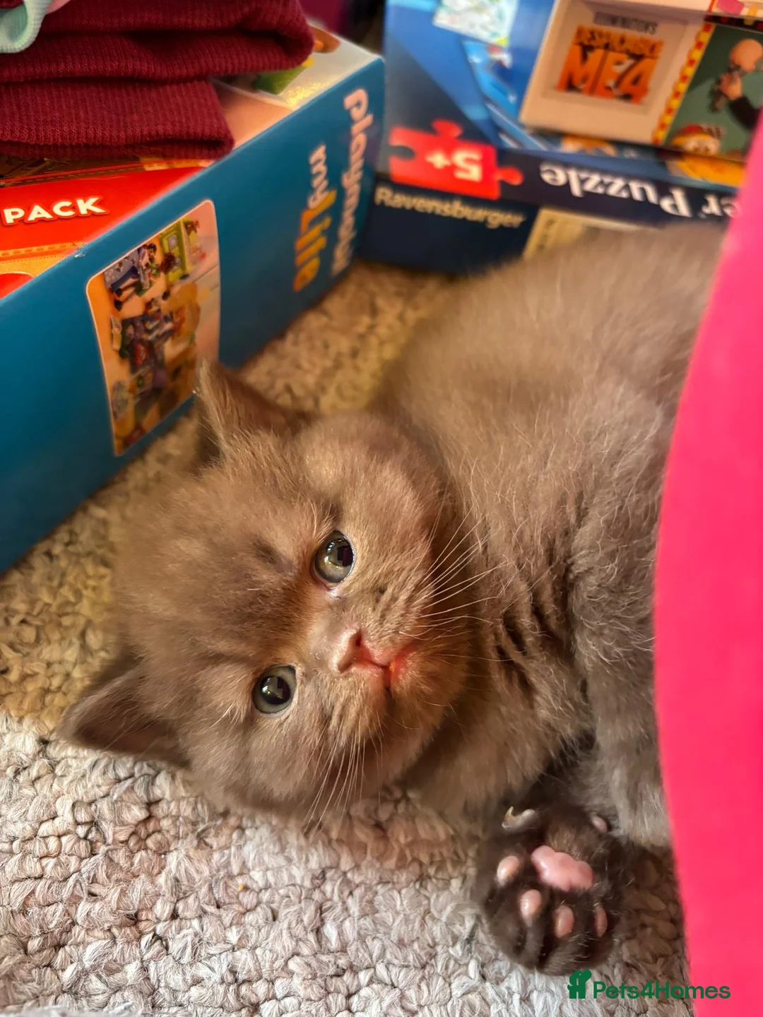 British Shorthair cats for sale: 2 GCCF female British short hair kittens  - Advert 9