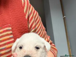 Miniature Schnauzer dogs White state miniature schnauzer pups in Neath - Advert 5