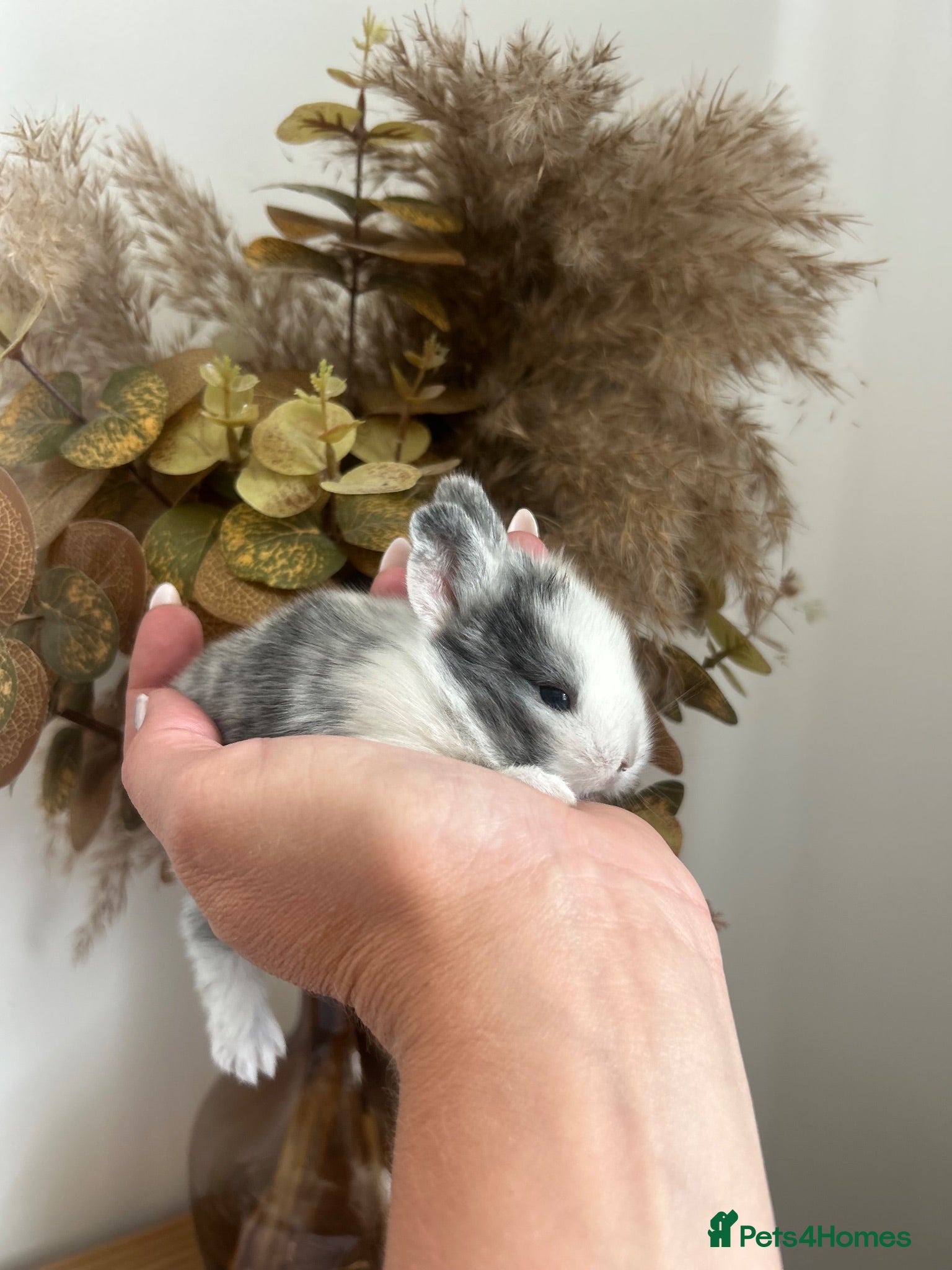 Mixed Breed rabbits *Lion head x Rex some ready now* - Advert 9