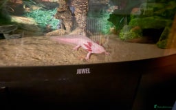 Axolotl reptiles for sale: 3 gorgeous and cute Male axolotls - Image 10