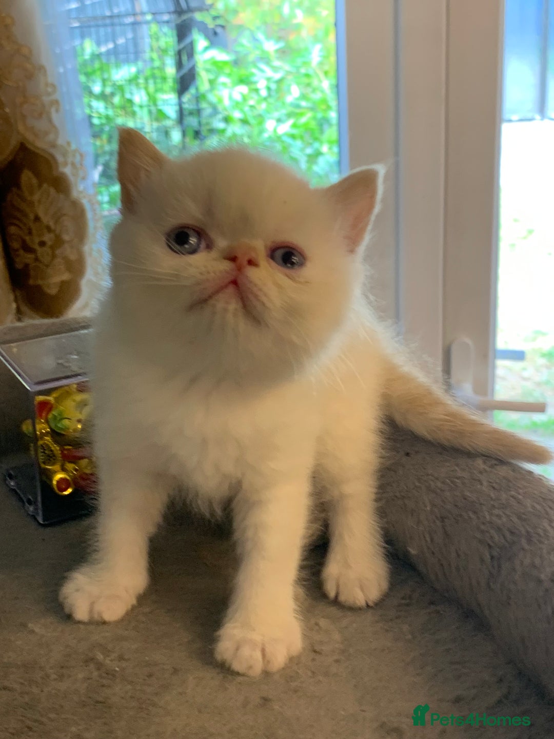 Persian cats for sale: Exotic persians  - Image 19