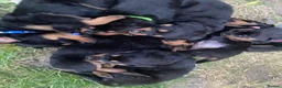 Rottweiler dogs for sale: Beautiful Rottweiler puppies ready now in Dartford - Advert 5