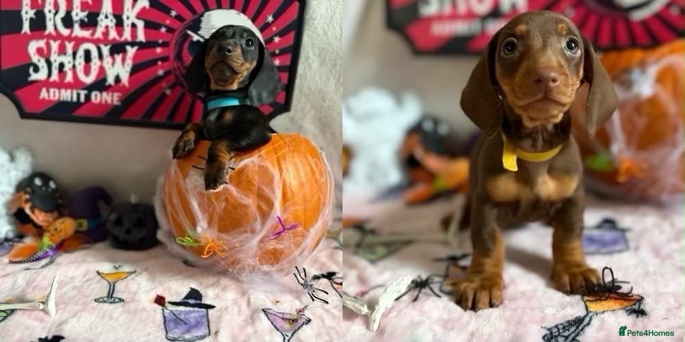 Dachshund dogs for sale: Ready on Saturday! standard dachshund puppies  - Advert 5