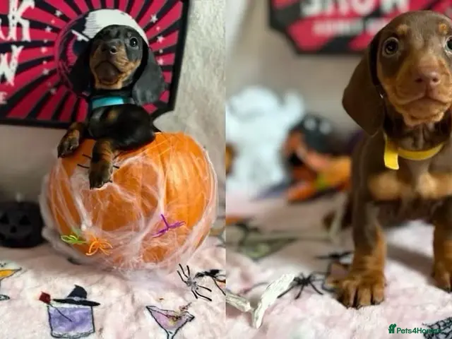 Dachshund dogs for sale: Ready on Saturday! standard dachshund puppies - Advert 5