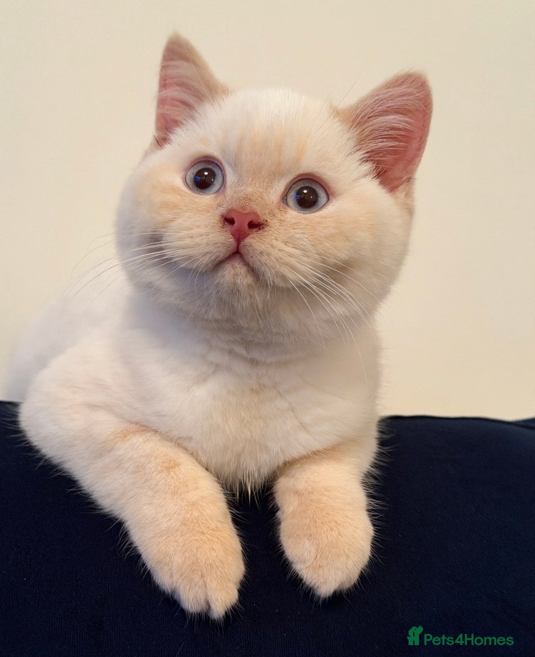 British Shorthair cats for sale: RESCUE HANDREAR Creampoint BSH male - Advert 1