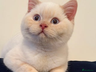 British Shorthair cats RESCUE HANDREAR Creampoint BSH male - Advert 1