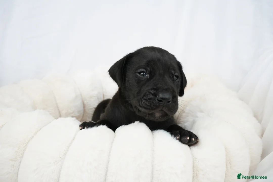 Great Dane dogs for sale: Health Tested KC reg Great Dane puppies - Advert 9