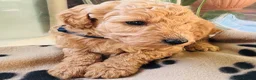Miniature Poodle dogs for sale: 🐩KC-registered Miniature Poodles Raised with care - Advert 14