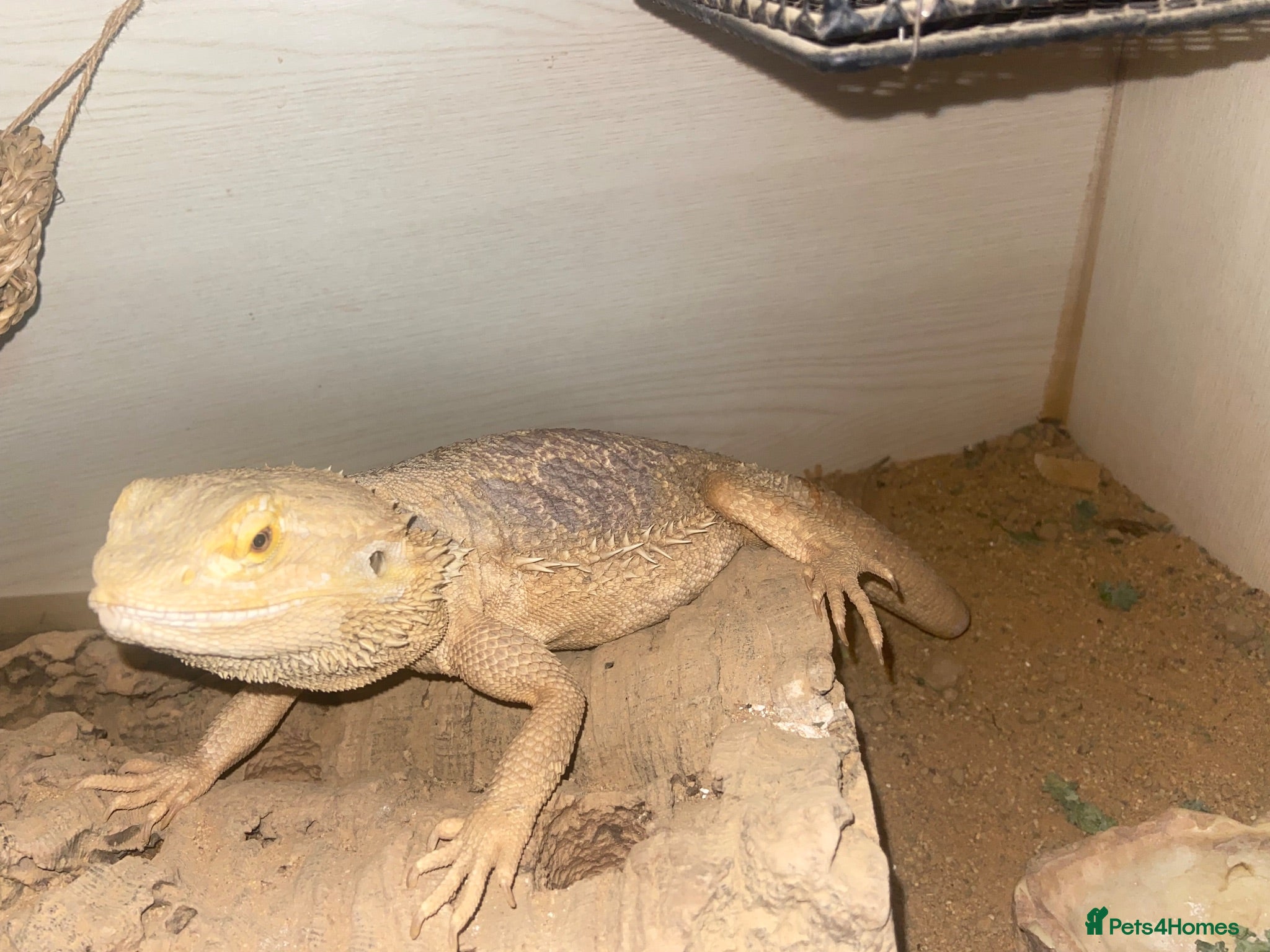 Dragon reptiles Bearded dragons  - Advert 8