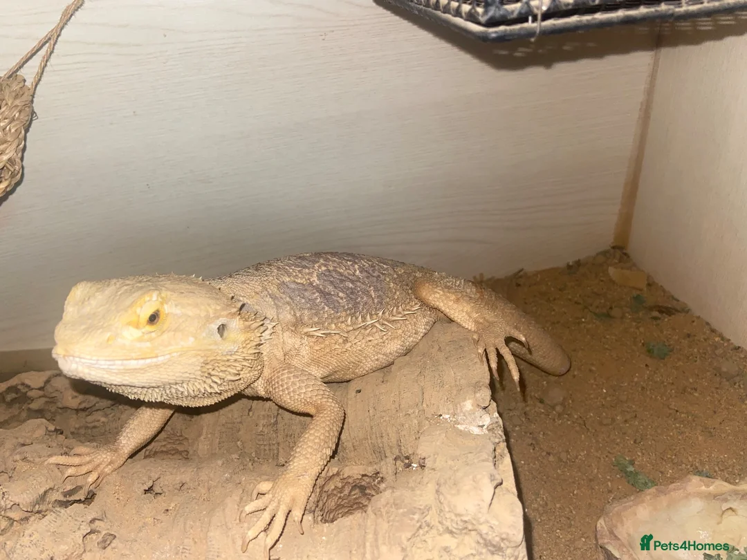 Dragon reptiles for sale: Bearded dragons  in Derby - Advert 1