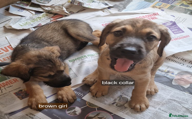 Mixed Breed dogs - Advert 2
