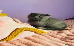 Scottish Fold cats for sale: Beautiful litter of Scottish fold  😍 - Image 12