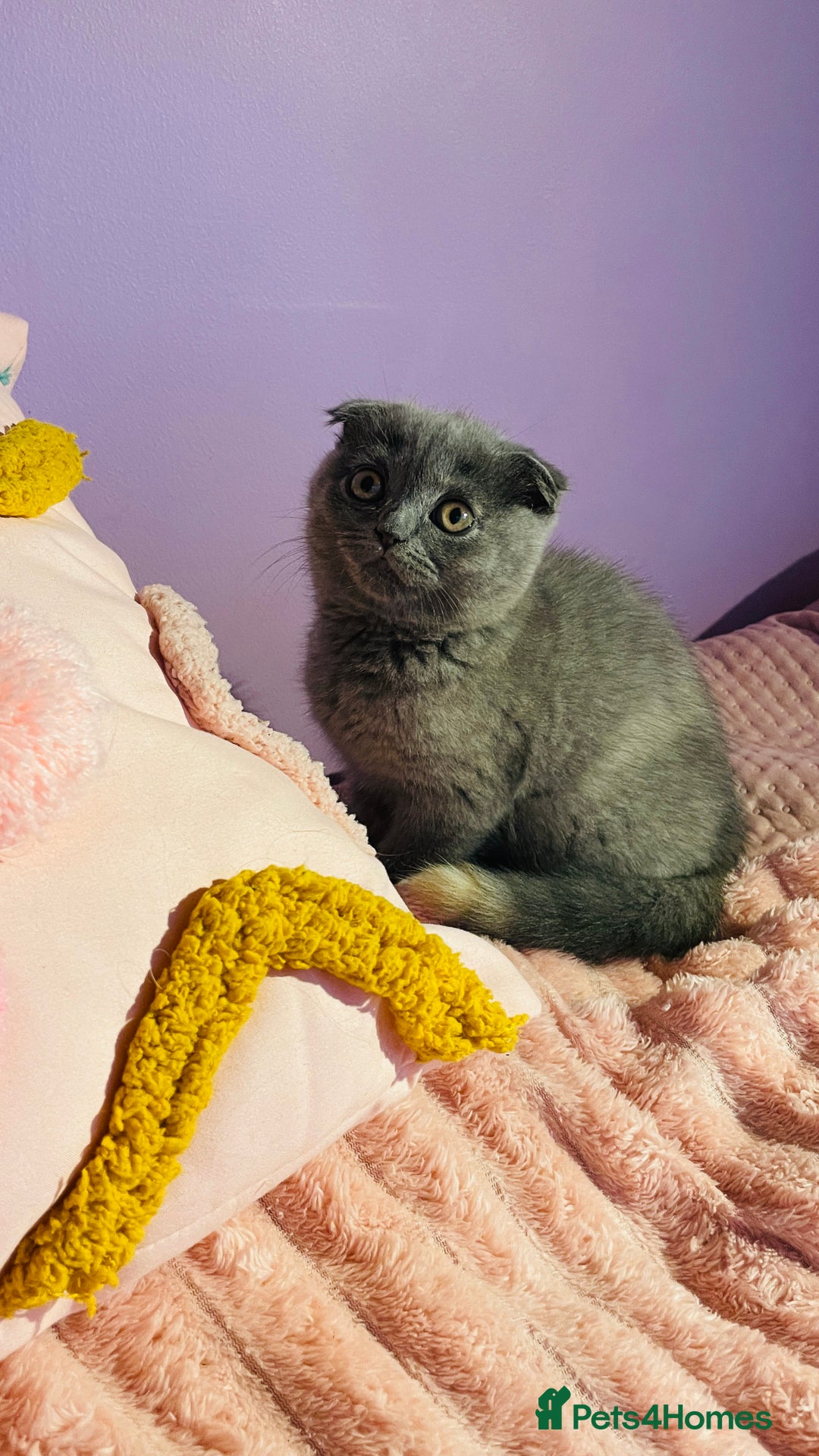 Scottish Fold cats for sale: Beautiful litter of Scottish fold  😍 - Image 12