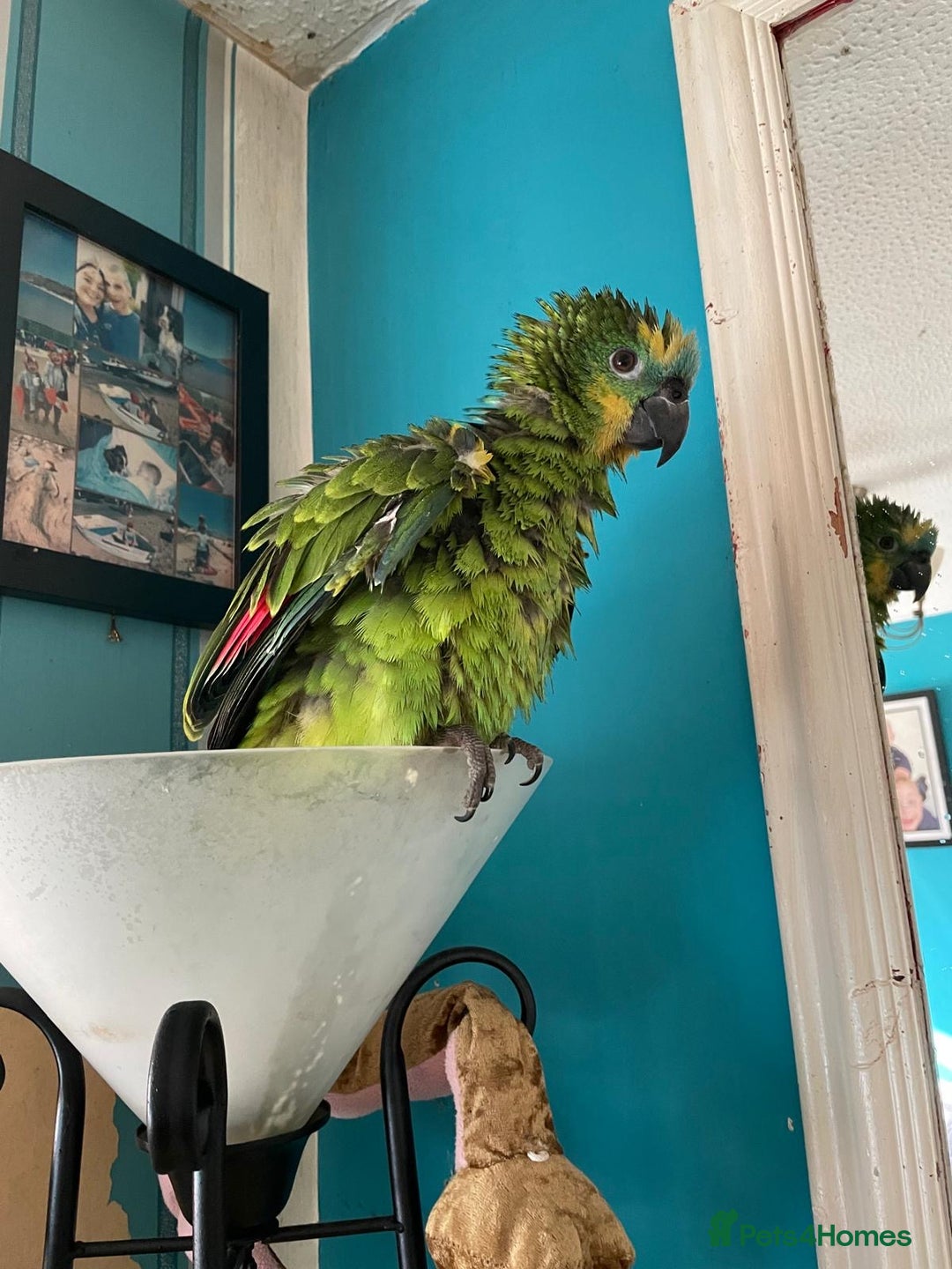 Parrots birds for sale: Beautiful blue front Amazon  - Advert 6