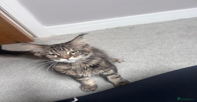 Maine Coon cats - Advert 14