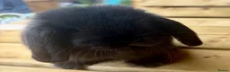 Mini Lop rabbits for sale: Pure bred mini lop baby boy - Advert 3