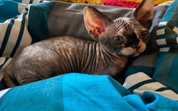Sphynx cats for sale: 3 adorable Sphynx looking for their forever home  - Image 3