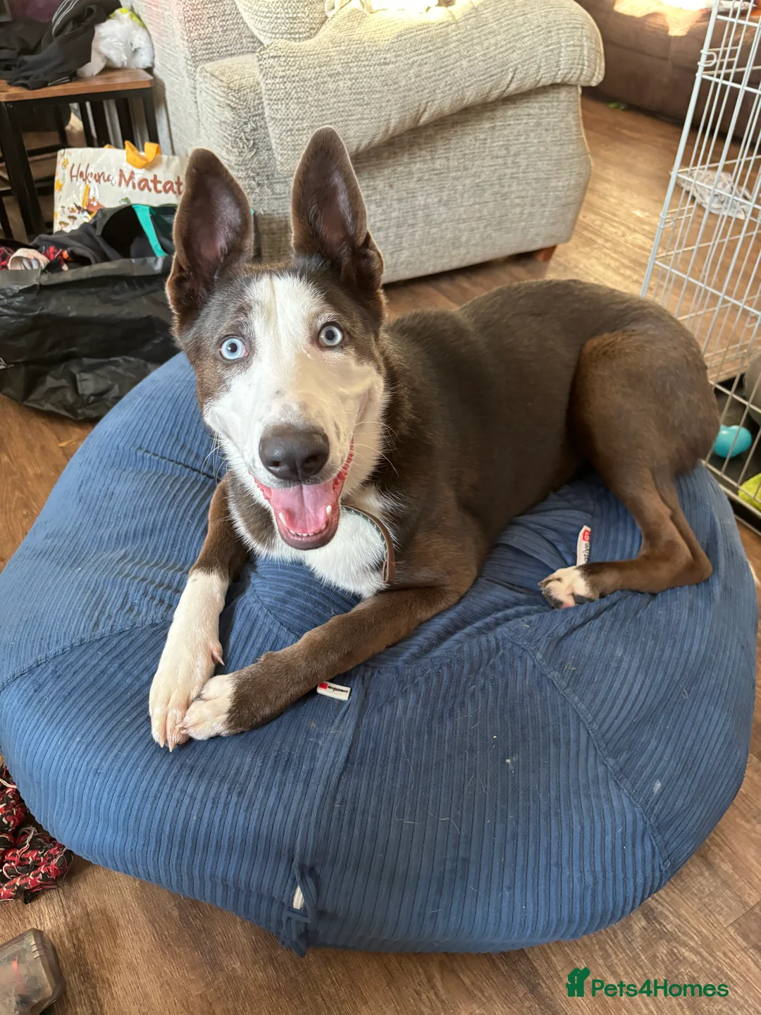 Shepsky dogs for sale: Energetic/friendly female dog - Advert 1