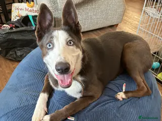 Shepsky dogs Energetic/friendly female dog - Advert 7