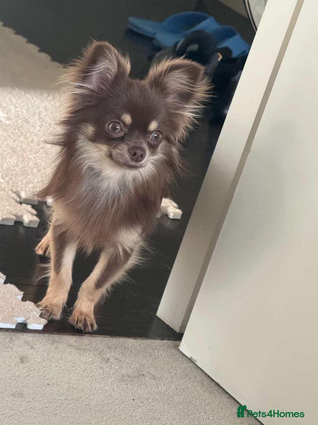 Chihuahua dogs for sale: KC Chihuahua male re-home  in London - Advert 2