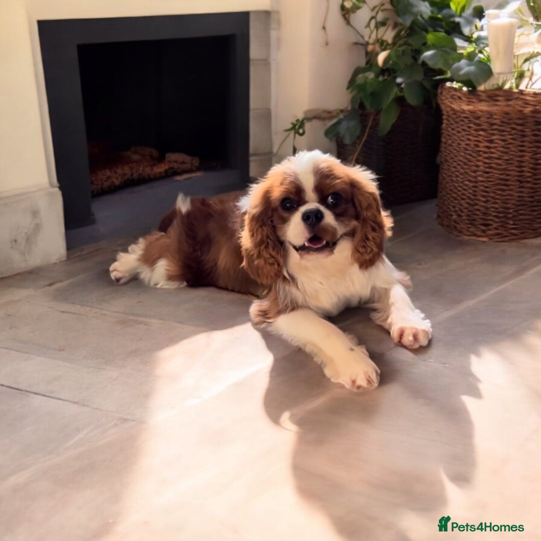 Cavalier King Charles Spaniel dogs for stud: Merlesque 5⭐️ cavalier stud DNA/Heart/Eye tests in Birmingham - Advert 1