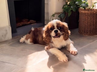 Cavalier King Charles Spaniel dogs in Birmingham - Advert 19