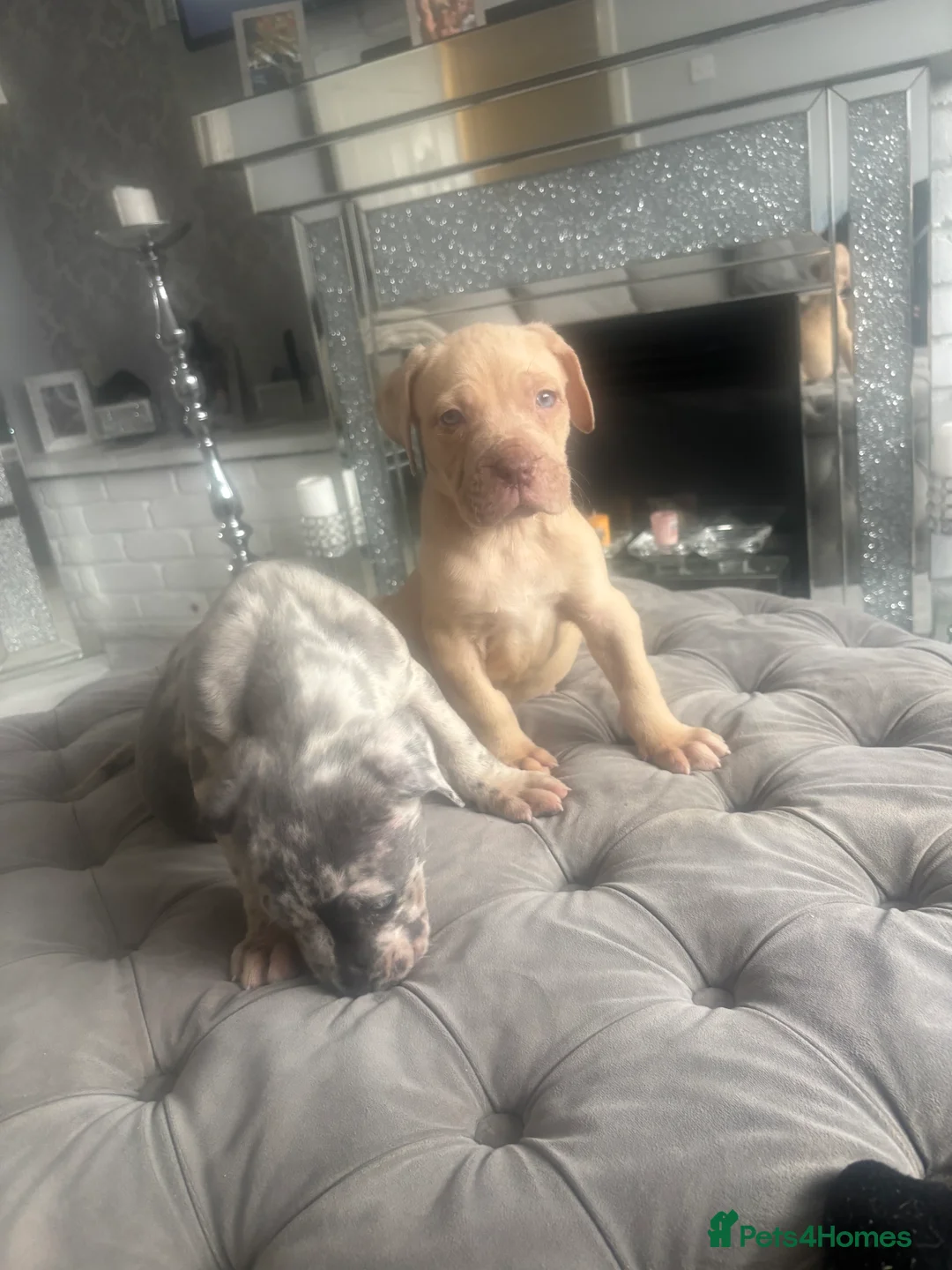 Neapolitan Mastiff dogs for sale: Neapolitan mastiff champion bloodline - Advert 11