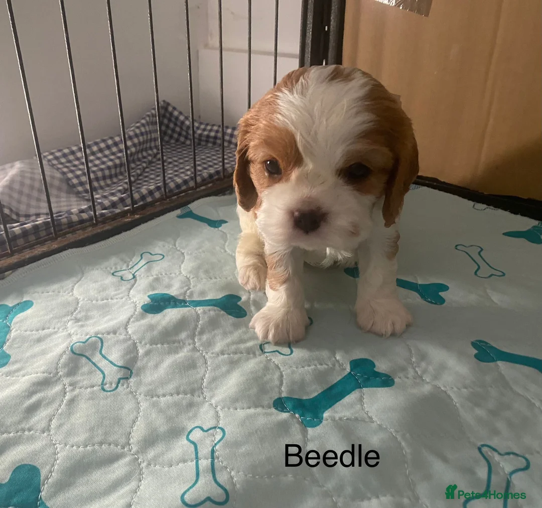 Cavalier King Charles Spaniel dogs for stud: KC Reg Cavalier King Charles Spaniel for Stud in Eastbourne - Advert 18