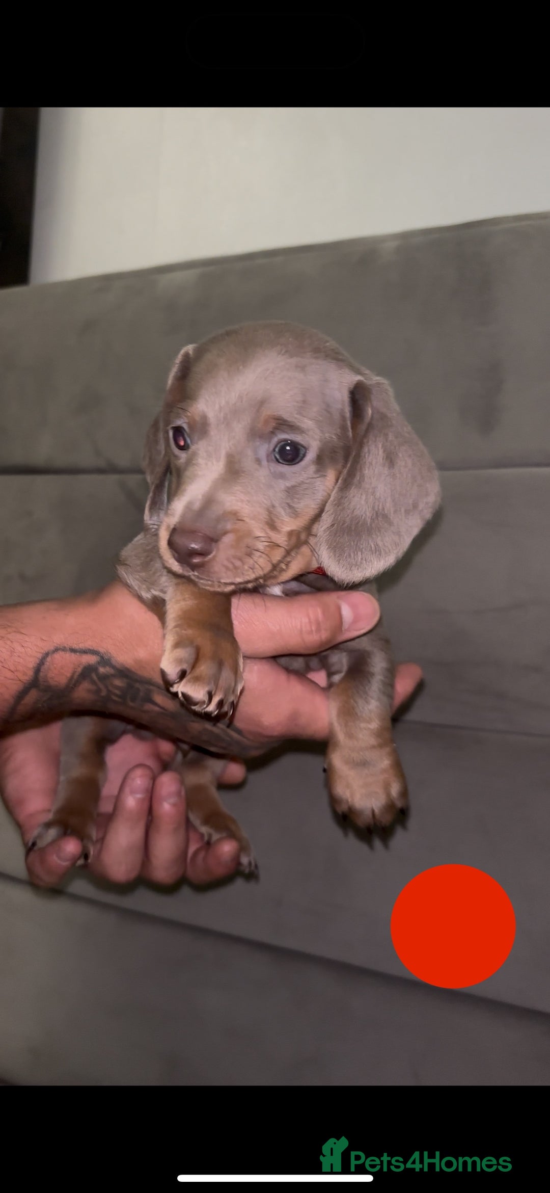 Miniature Dachshund dogs for sale: 5 Isabella & tan miniature dachshunds 🏡 - Advert 5