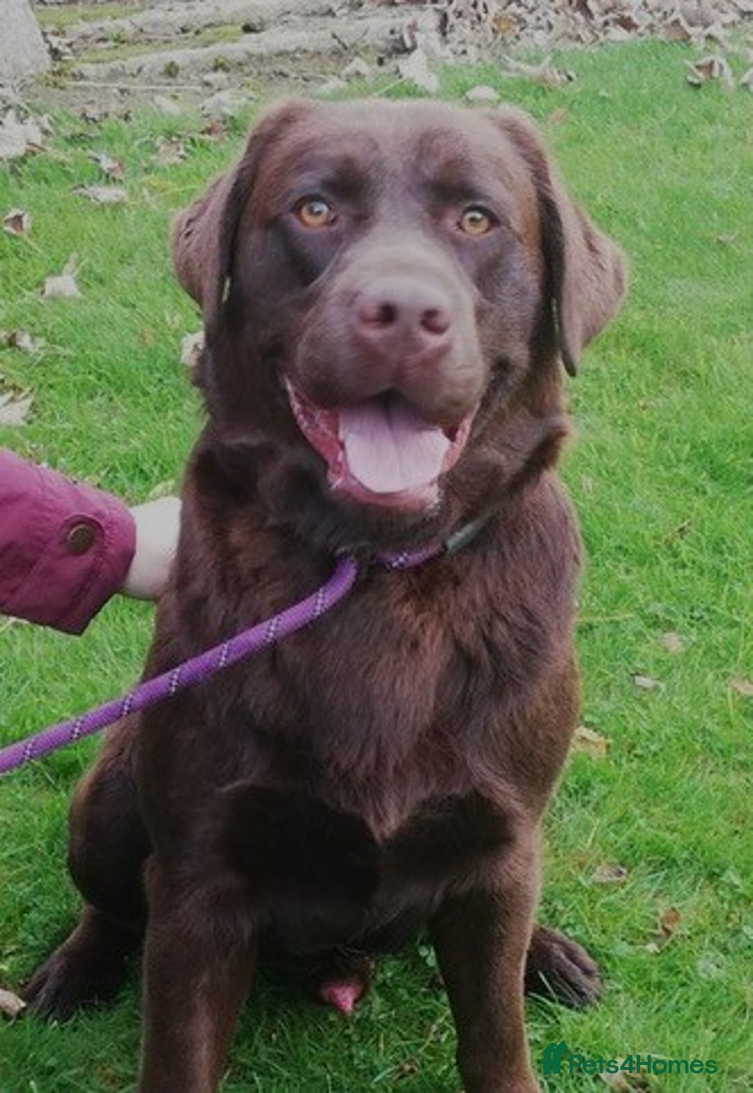 Labrador Retriever dogs for sale: CHOCOLATE LABRADOR PUPPIES - Advert 8