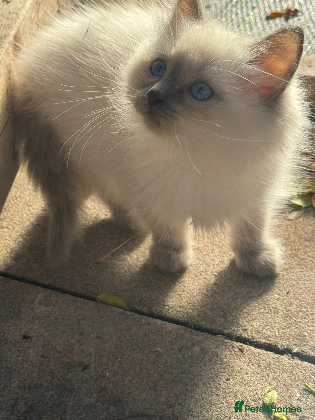 Ragdoll cats for sale: 🚨 Gorgeous, pedigree Ragdoll Puffballs! 🚨  - Image 15