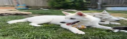 Siberian Husky dogs for sale: Beautiful White Husky Girl  - Advert 3