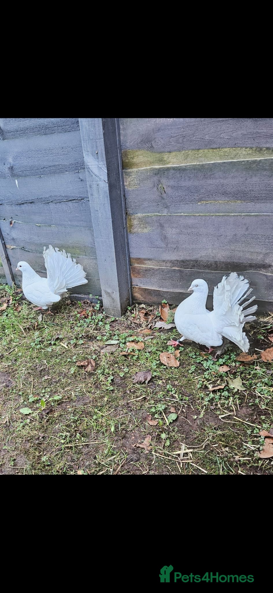 Doves birds Breeding pair fantail doves - Advert 1